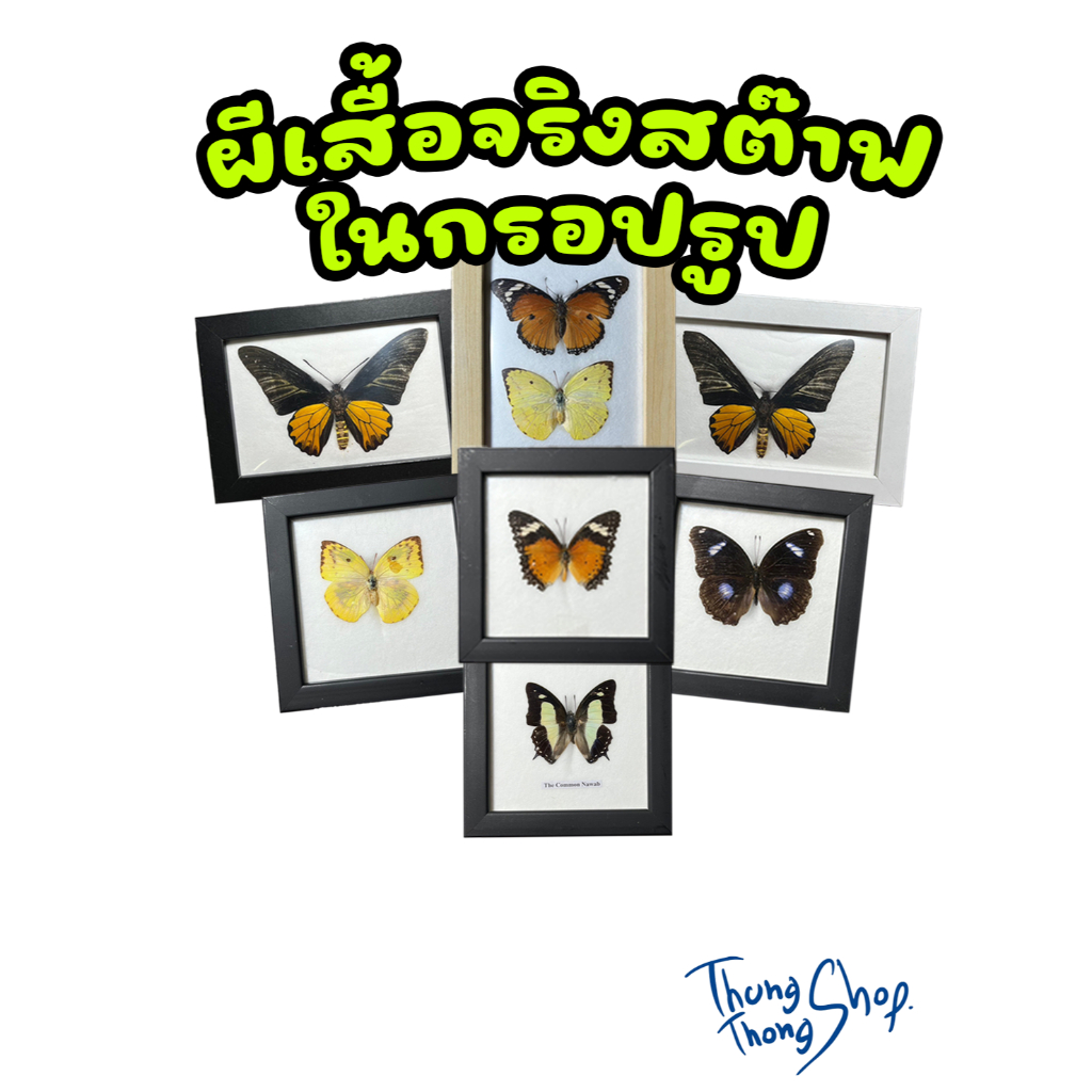 ผีเสื้อจริงสต๊าฟ ในกรอปรูปต่างๆ