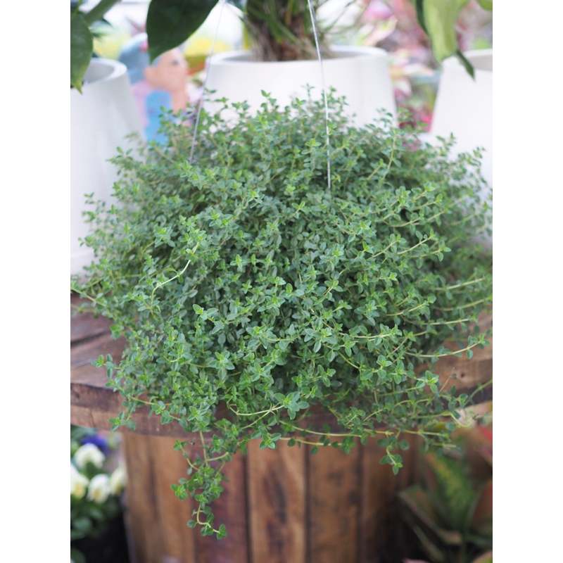 Lemon thyme (เลม่อนไทม์) กระถางแขวน 8" พืชสมุนไพรฝรั่ง รับประทานได้