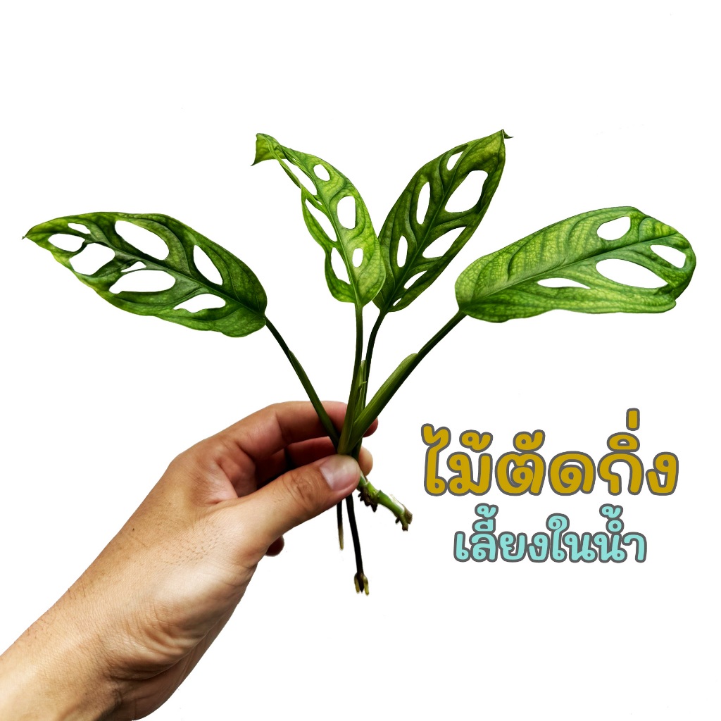 พลูฉลุ ไม้ตัดกิ่ง 1กิ่ง มินิมอล ไม่โดนแดด ปลูกในบ้าน เลี้ยงในน้ำ ฟอกอากาศ