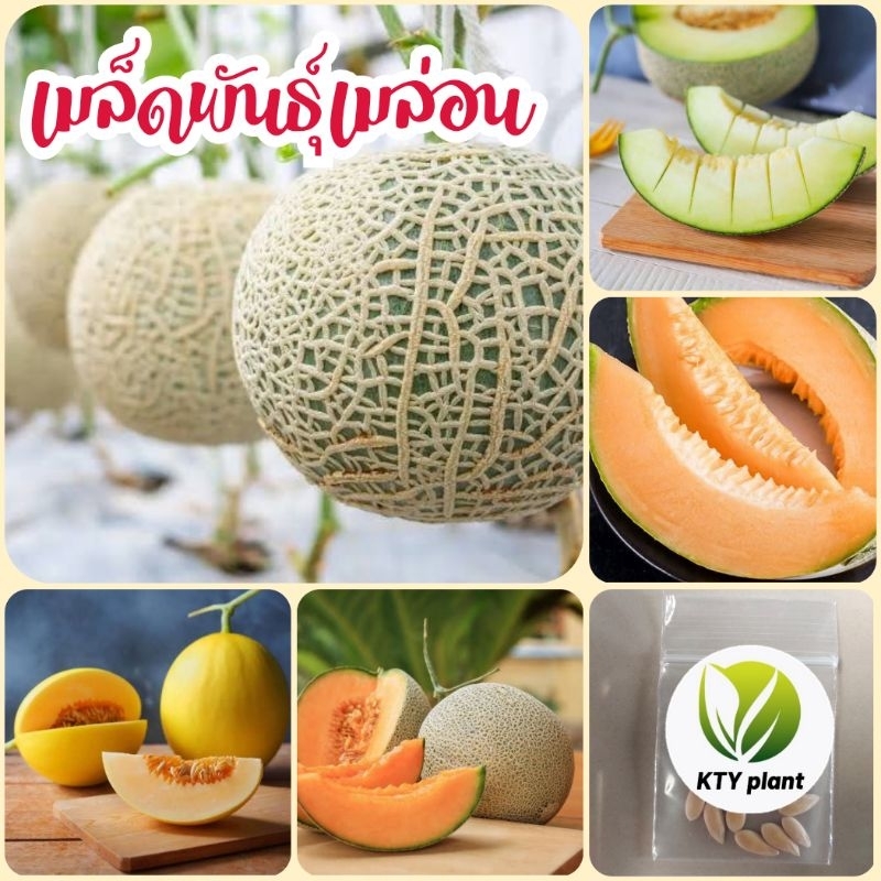เมล่อน​ เมล็ด​พันธุ์​เมล่อน 5 เมล็ด