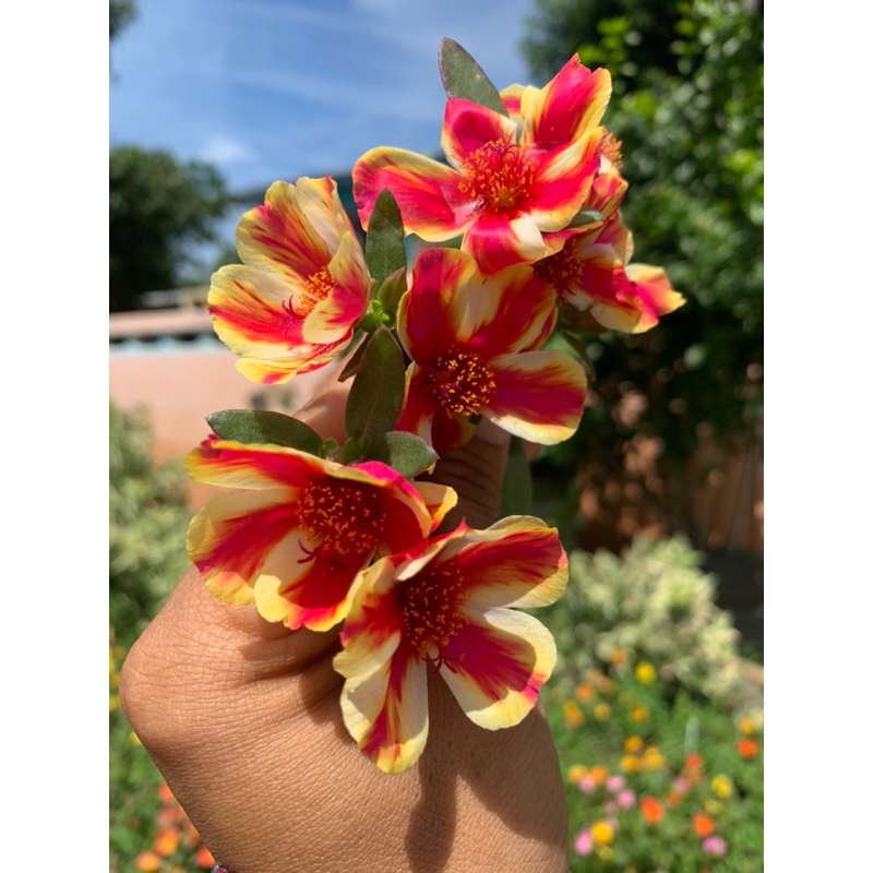 คุณนายตื่นสายทรูโทนชุด 20กิ่ง 60฿คุณนายตื่นสายชุด 20กิ่ง 60฿