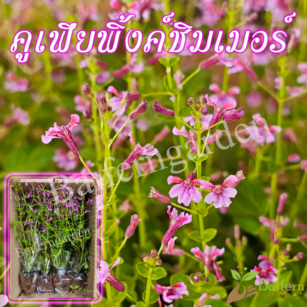 ต้นกล้าดอกคูเฟียพิ้งค์ชิมเมอร์ ดอกไม้กินได้ เลี้ยงง่าย