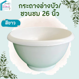 อ่างบัว กระถางชวนชม ขนาด 26 นิ้ว
