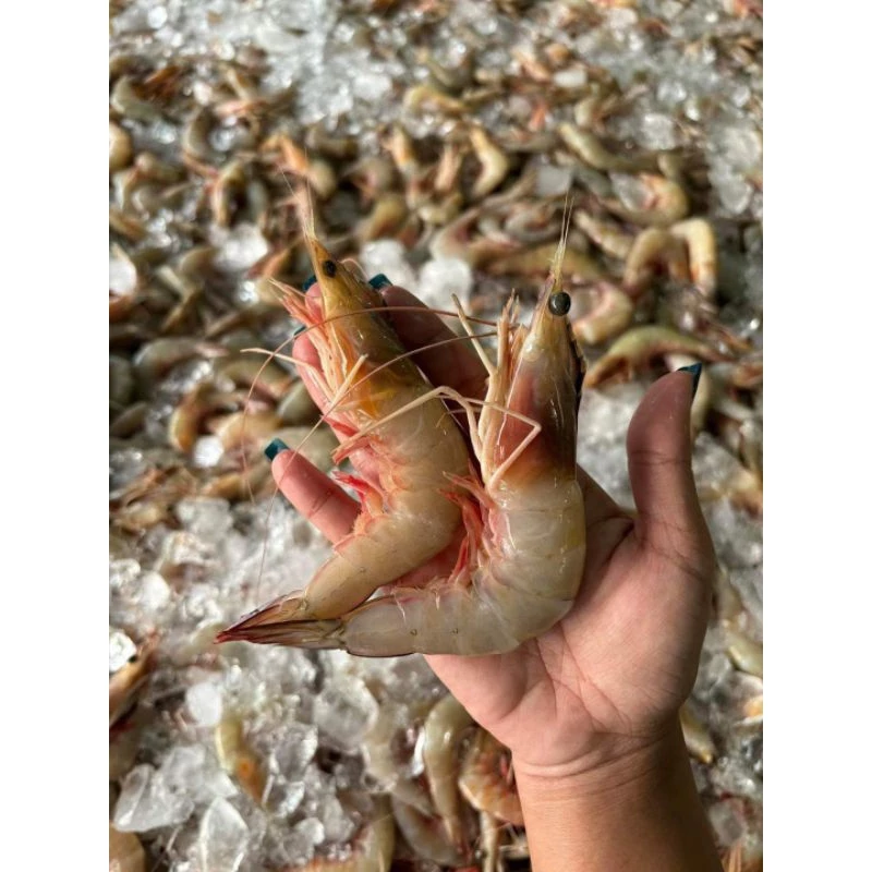 กุ้งแชบ๊วยไซส์ 25-35 ตัวโล งานอวนลาก เป็นกุ้งทะเลธรรมชาติ มีหัวหลุดคอหลวมไม่เหมือนกุ้งเลี้ยงนะครับ ขายแพ็คละ1กิโลกรัม