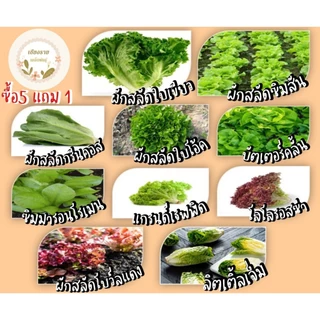 เมล็ดพันธุ์ชุดรวมขายดี ซองเล็กราคา 9 บาท ซื้อ 5 แถม 1 ปลูกง่าย โตไว อัตราการงอกสูง