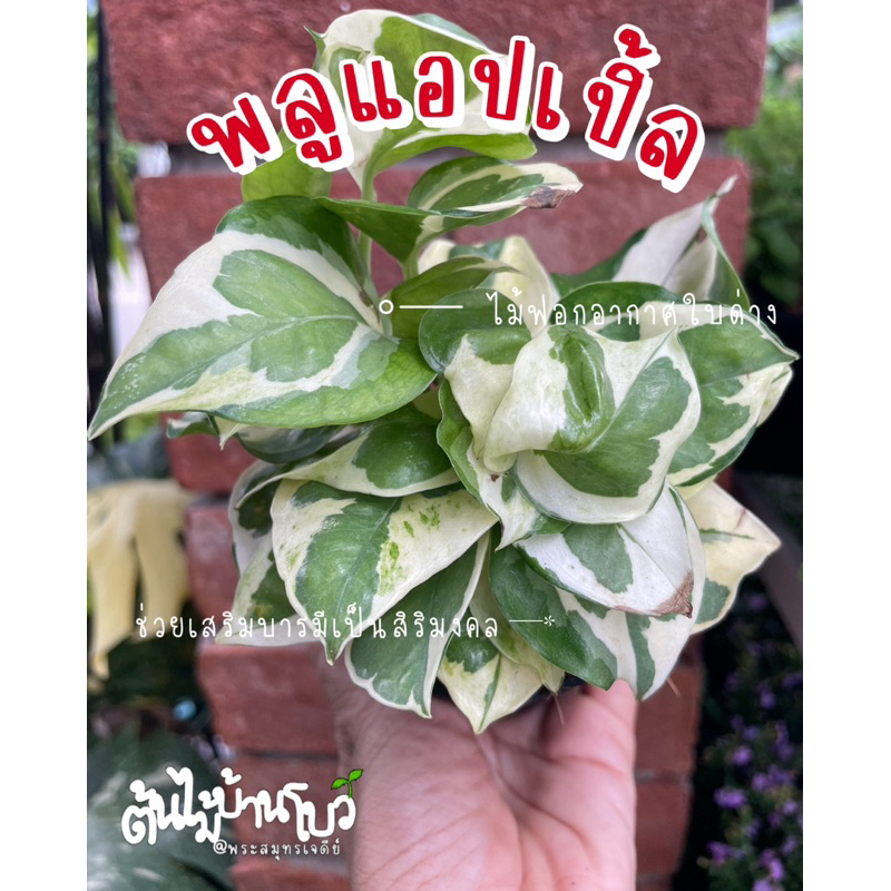 พลูแอปเปิ้ล ฟอกอากาศใบสวยๆ ไม้มงคล กระถาง 3"