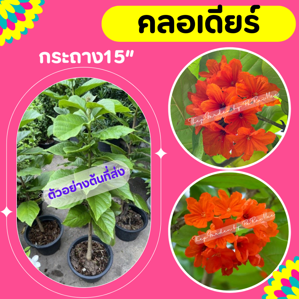 ต้นคลอเดียร์ #คลอเดียร์ กระถาง 15"