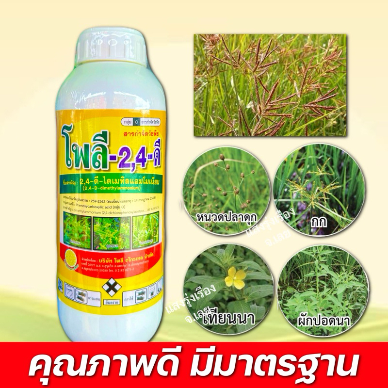 โพลี 2.4 ดี กำจัดวัชพืชใบกว้างกก แห้วหมู ขนาดบรรจุ 1 ลิตร