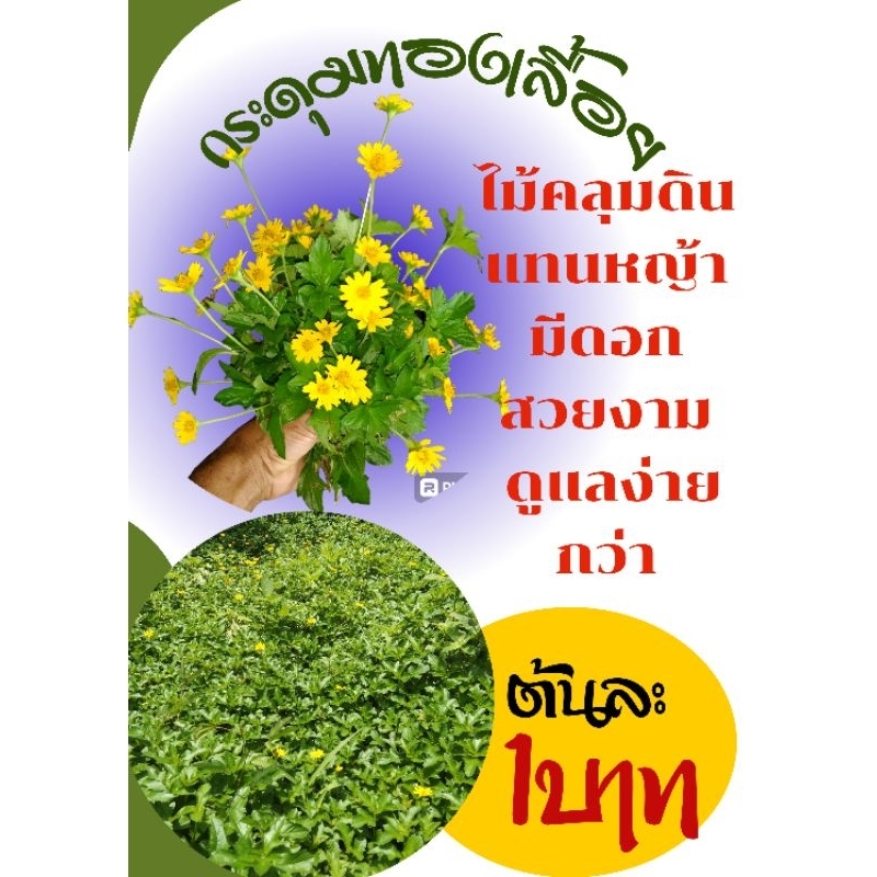ต้นกระดุมทองเลื้อย ตัดสด ชุด50 ท่อน