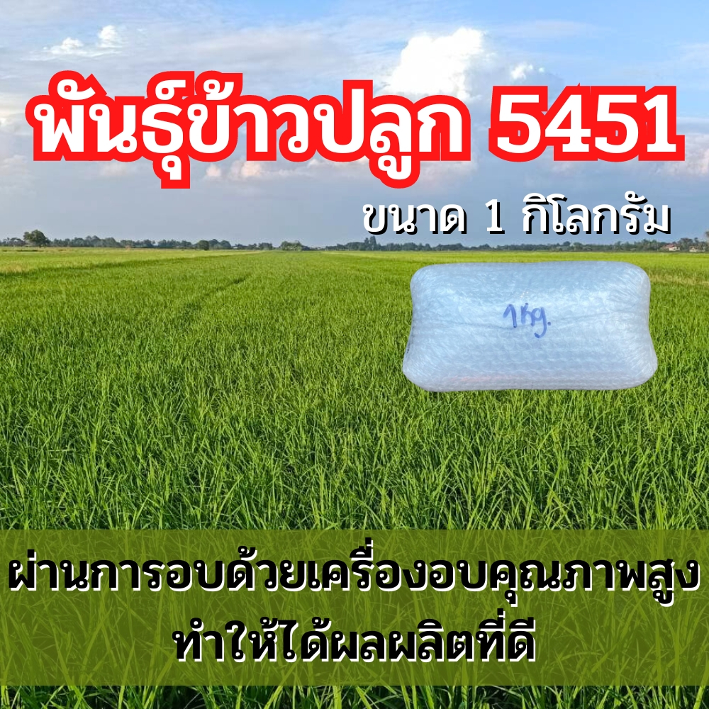 พันธุ์ข้าวปลูก 5451 พันธุ์ข้าว 5451 ข้าวปลูก 5451 เมล็ดพันธุ์ข้าว 5451 (1กิโลกรัม)