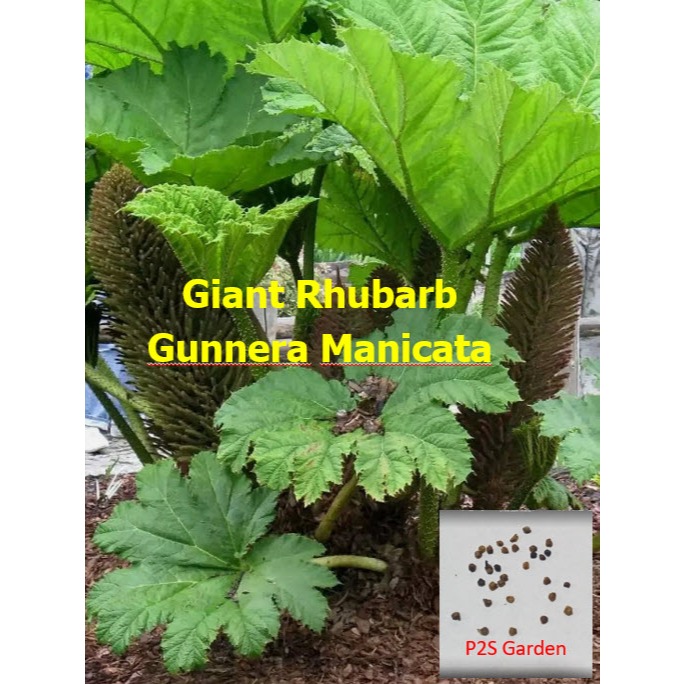 GIANT RHUBARB - GUNNERA MANICATA 5-10 seeds (Poland) รูห์บับยักษ์