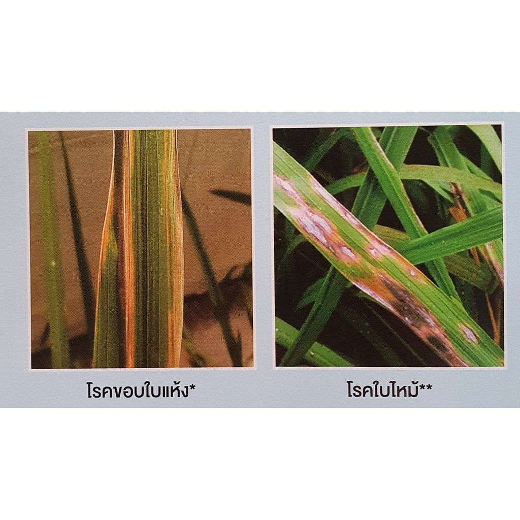 บีม 75 ดับบลิวพี (ยกลัง 10 ซองX100กรัม)  สามารถป้องกันและกำจัดโรคไหม้และโรคเน่าคอรวงในข้าว