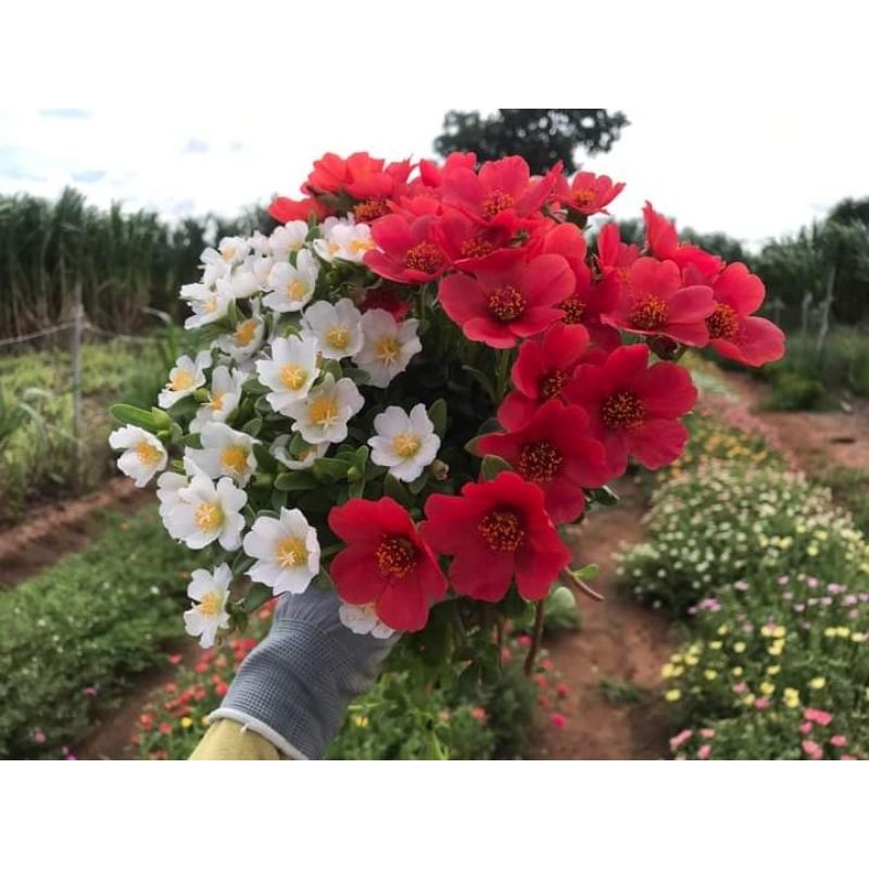 คุณนายตื่นสาย สีขาว-แดง ตามรูป สีตัดกัน ปลูก2สี ก็สวยได้ ราคา ถูกที่สุด ดีลบีเคเค แกลเลอรีภาพที่ 4