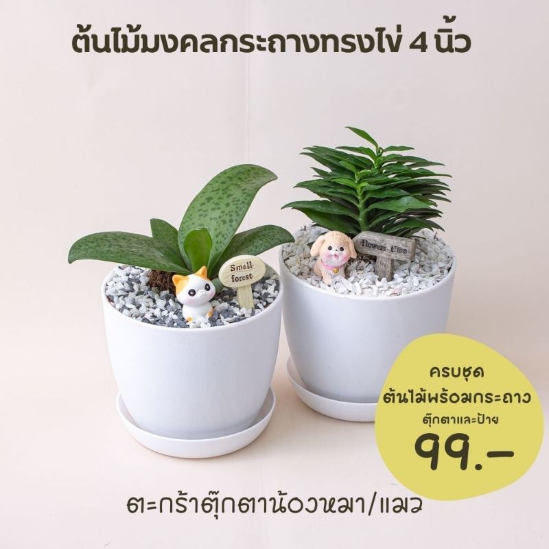 99฿ เซตกระถางต้นไม้มงคล ต้นไม้ฟอกอากาศ พร้อมแต่งตุ๊กตาแมว/หมา