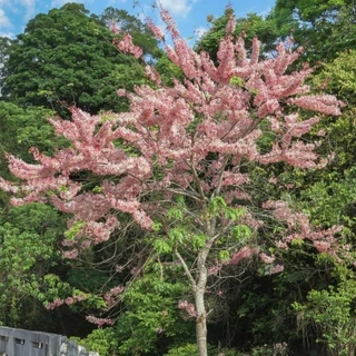 ต้นกัลปพฤกษ์ ซากุระเมืองไทย ดอกยืนต้นสวยมาก ต้นสูง 30-50 cm