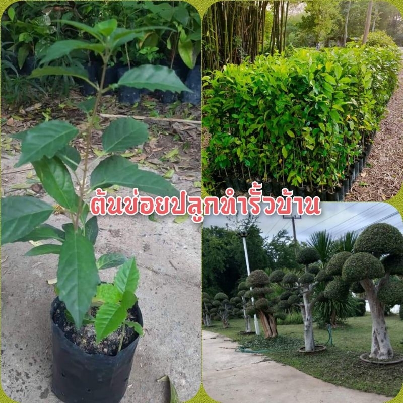 ต้นข่อย ข่อยดัด นิยมปลูกทำรั้ว ใบเป็นสมุนไพรมีสรรพคุณทางยา ต้นกล้าเเข็งเเรงพร้อมปลูก สินค้าเสียหายยินดีเคลมฟรี