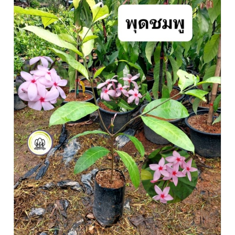 ต้นพุดชมพู พุดชมพู พุดสีชมพู