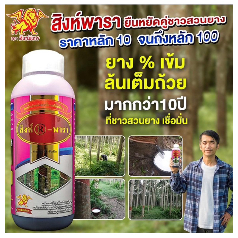 สิงห์พารา ทาหน้ายาง รักษาเชื้อรา(เพิ่ม%น้ำยาง)รักษาหน้ายางตาย
