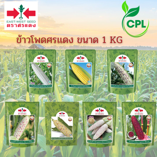 เมล็ดพันธุ์ข้าวโพดศรเเดง 1000 กรัม