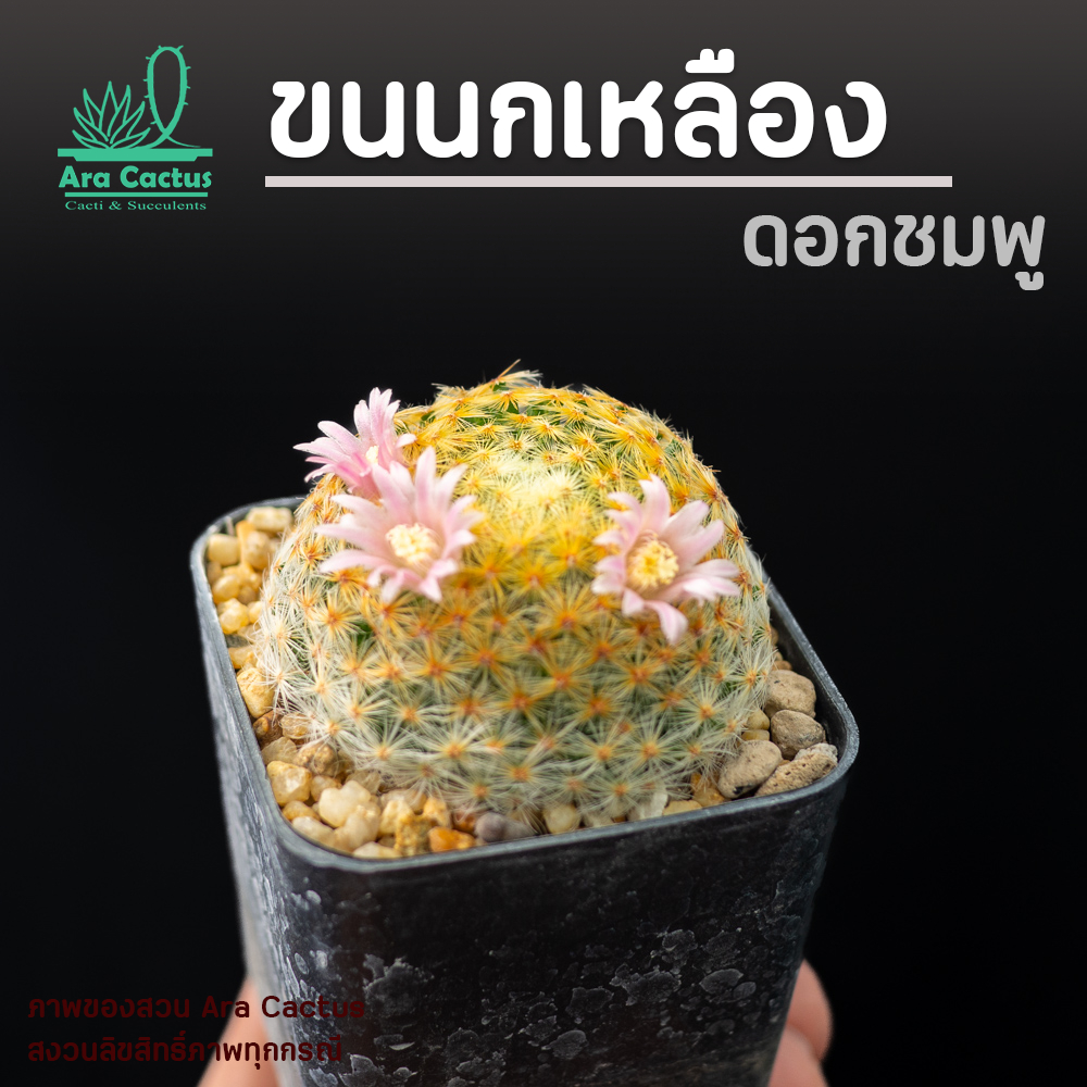 สวนขายเอง! แมมขนนกเหลือง ดอกชมพู Mammillaria schiedeana ไซส์กระถาง 2 นิ้ว แคคตัสสวยๆ กระบองเพชรสวยๆ ต้นไม้ประดับ แคนตัส