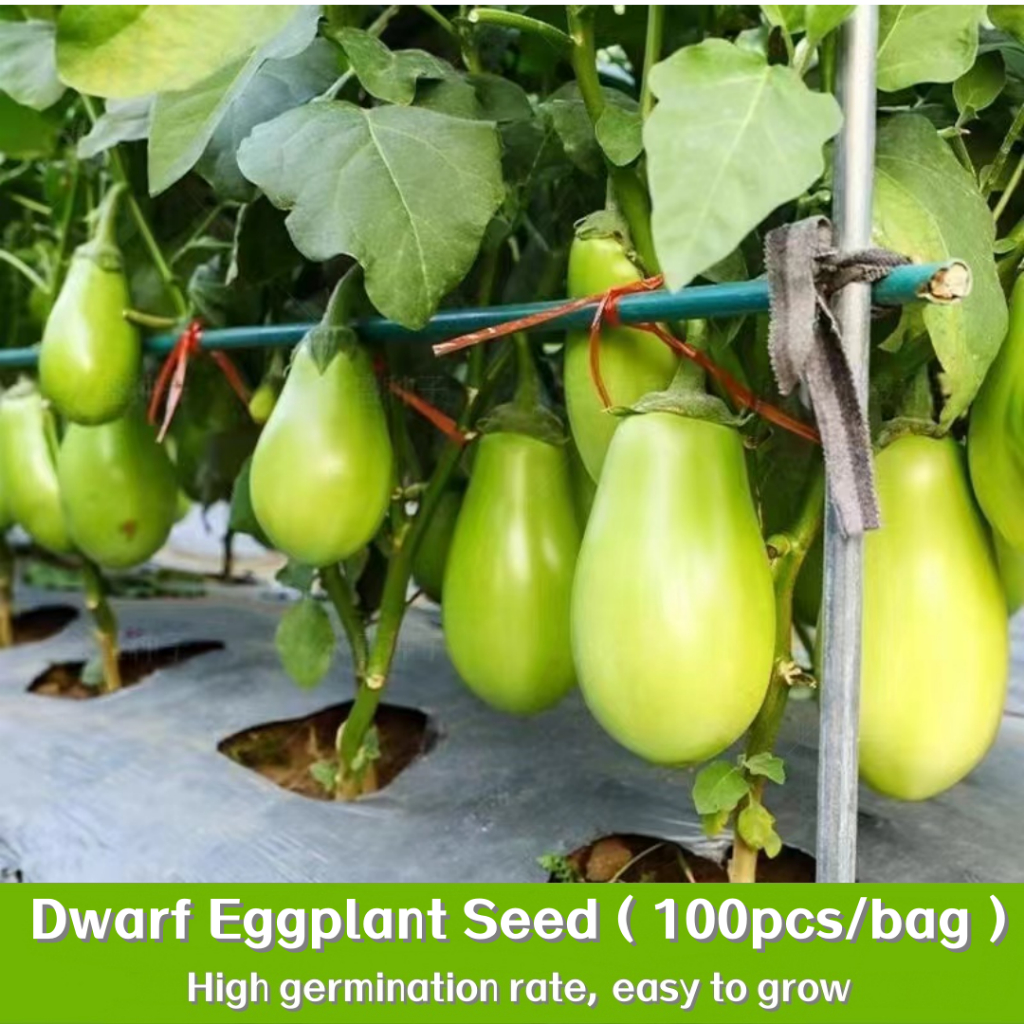 ปลูกต้นไม้บนระเบียง 100เมล็ด Dwarf Eggplant Seeds มะเขือเปราะ เมล็ดพันธุ์งอกเร็ว