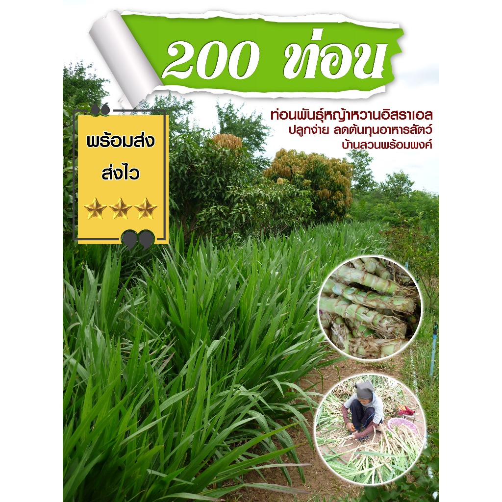 ท่อนพันธุ์หญ้าหวานอิสราเอล 200 ท่อน บ้านสวนพร้อมพงศ์