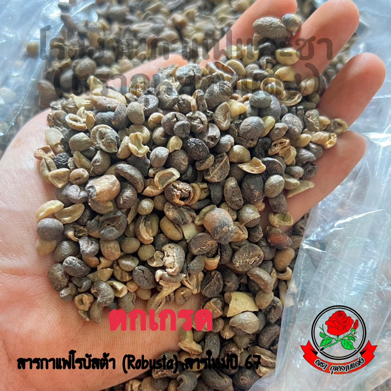 สารกาแฟโรบัสต้า(Robusta) สารใหม่ปี67 ตกเกรด(ไม่ผ่านQC) ขนาด 1 กก. ตรากุหลาบแดง