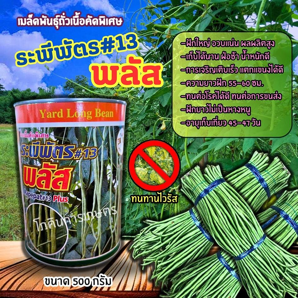 เมล็ดพันธุ์ถั่วฝักยาวระพีพัตร#13 พลัส (แพะทอง) ขนาด 500 กรัม