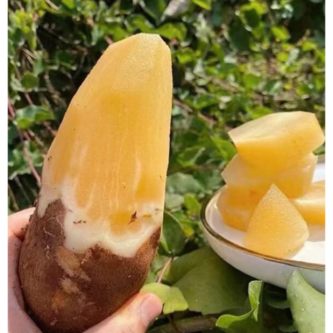 บัวหิมะ 1 kg สดมีรสออกหวานฉ่ำน้ำ เนื้อสัมผัสกรอบ บาง คล้ายผลสาลี่