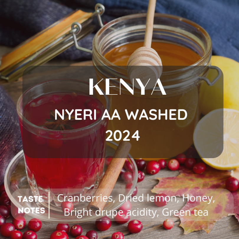 สารกาแฟ Kenya Nyeri AA washed process 2024