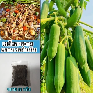 เมล็ดมะละกอพันธุ์แขกนวลดำเนิน 10 กรัม จำนวน 500 - 600 เมล็ด