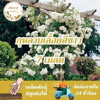 ชุดรวมเมล็ดพันธุ์ ดอกกุหลาบเลื้อย เมล็ดพันธุ์แท้ นำเข้าจากต่างประเทศ สายพันธุ์แท้OP นำเมล็ดรุ่นต่อไปปลูกต่อได้