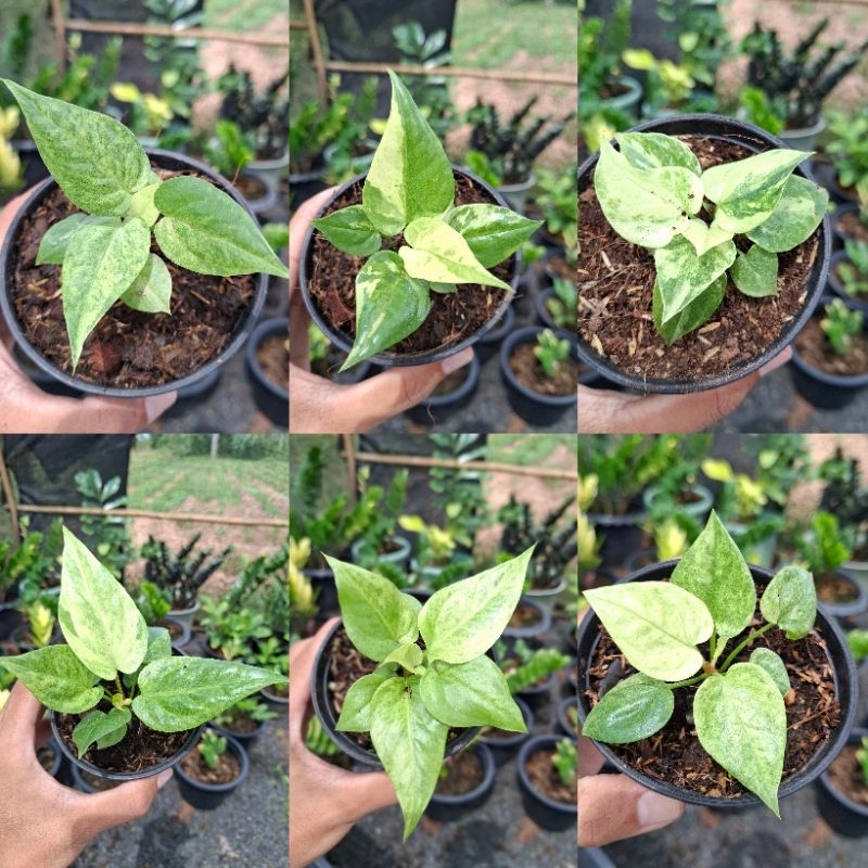 โชคเก้าชั้นด่างขาวเหลือง ด่างหินอ่อน กระถาง 4 นิ้ว