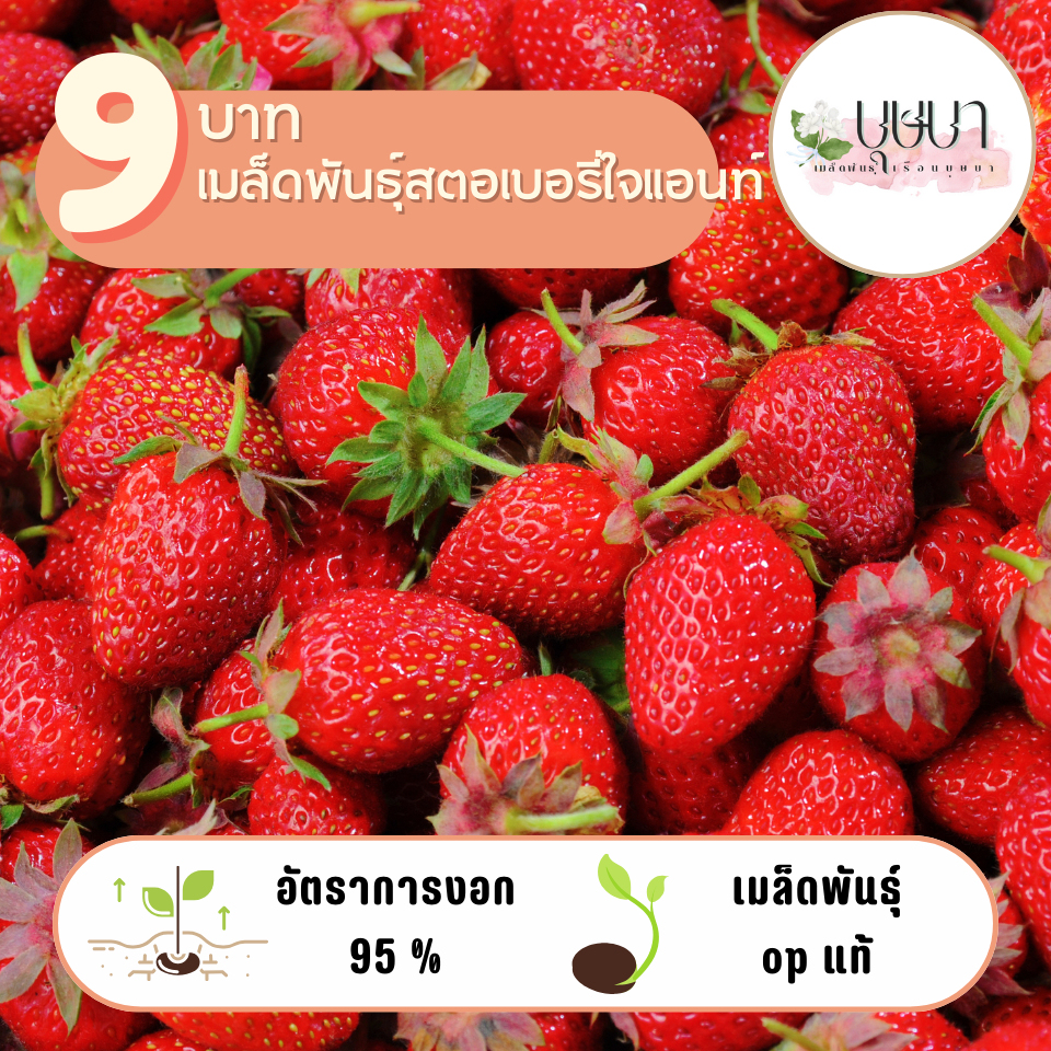 สตอเบอร์รี่ใจแอนท์ 9บาท 50เมล็ด