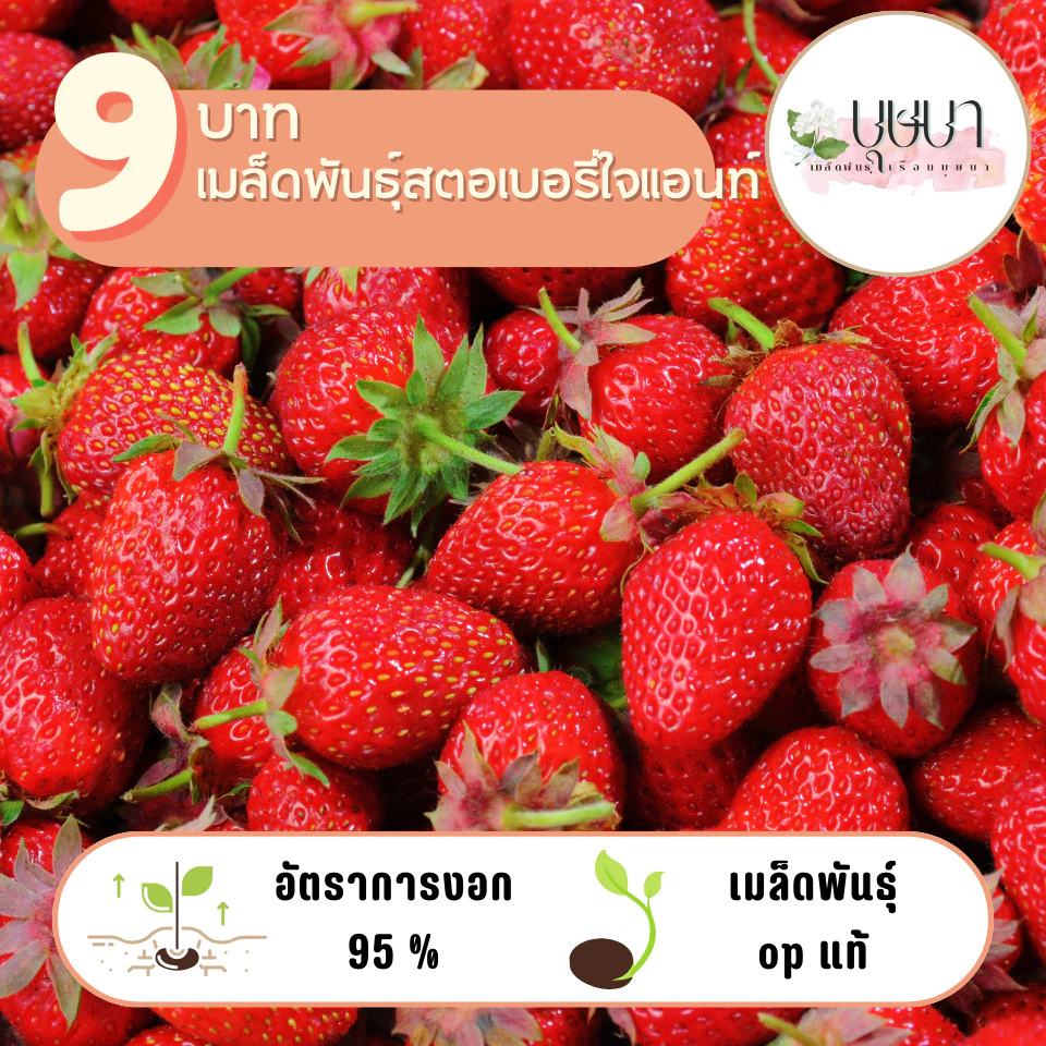 สตอเบอร์รี่ใจแอนท์ 9บาท 50เมล็ด