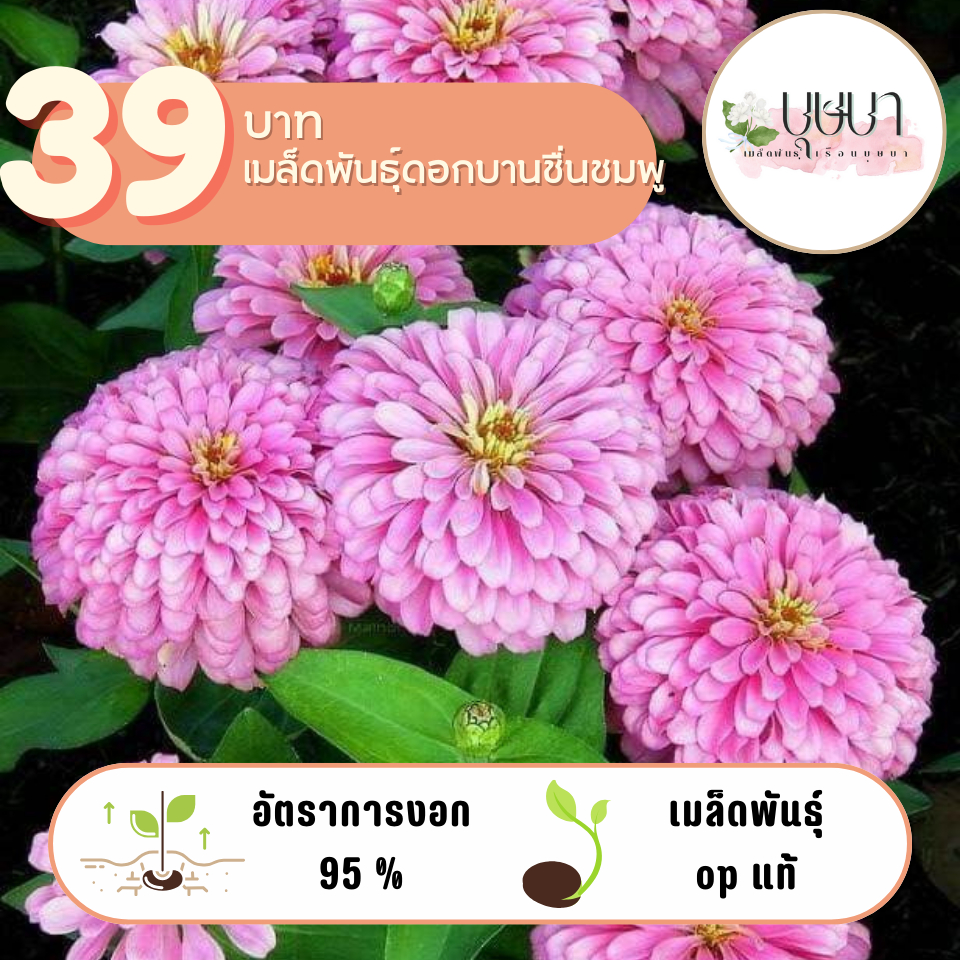 ดอกบานชื่นสีชมพู 39บาท 300เมล็ด