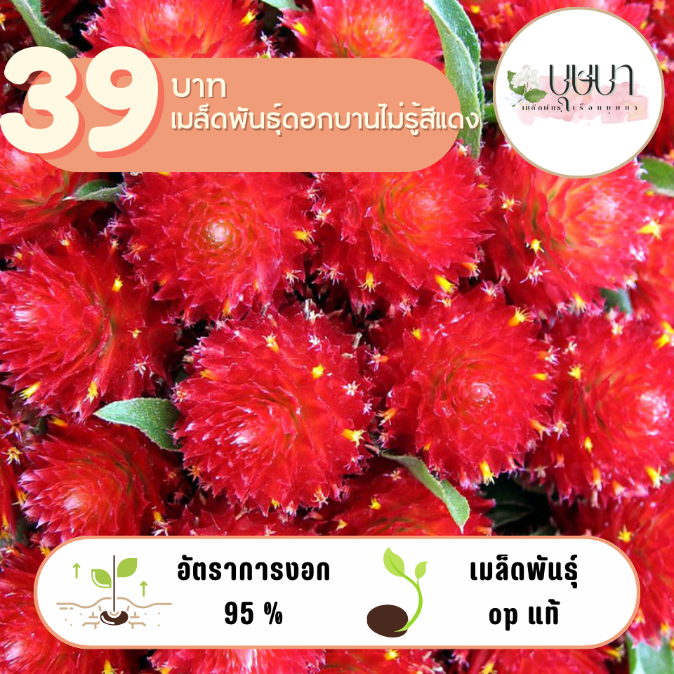 บานไม่รู้โรยสีแดง 39บาท 200เมล็ด