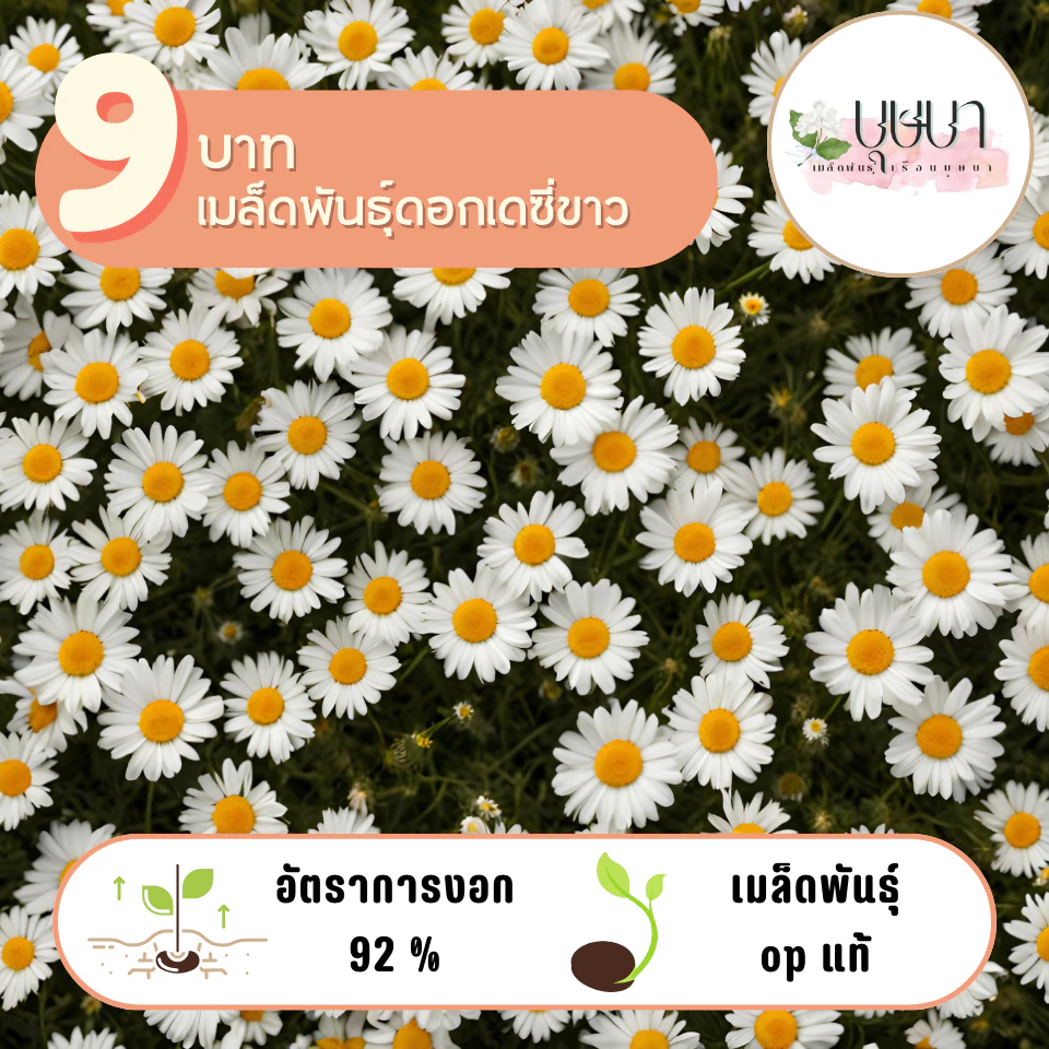 ดอกเดซี่ขาว9บาท 250เมล็ด