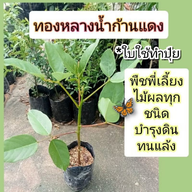 ต้นทองหลางน้ำก้านแดงมีหนาม/ก้านแดงกินใบ🌿ปลูกเป็นไม้พี่เลี้ยงต้นปักชำสูง40-50ซมถุง 6 นิ้ว