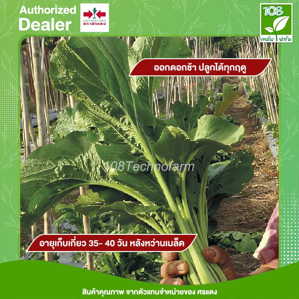 เมล็ดพันธุ์ กวางตุ้ง ทศกัณฐ์ 37 ตราศรแดง ขนาด 500 กรัม รูปที่ 5
