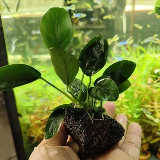 ต้นไม้น้ำ ต้นอนูเบียส ผูกหินภูเขาไฟ ทนเลี้ยงง่าย ช่วยเรื่องน้ำใส 🌱🌱