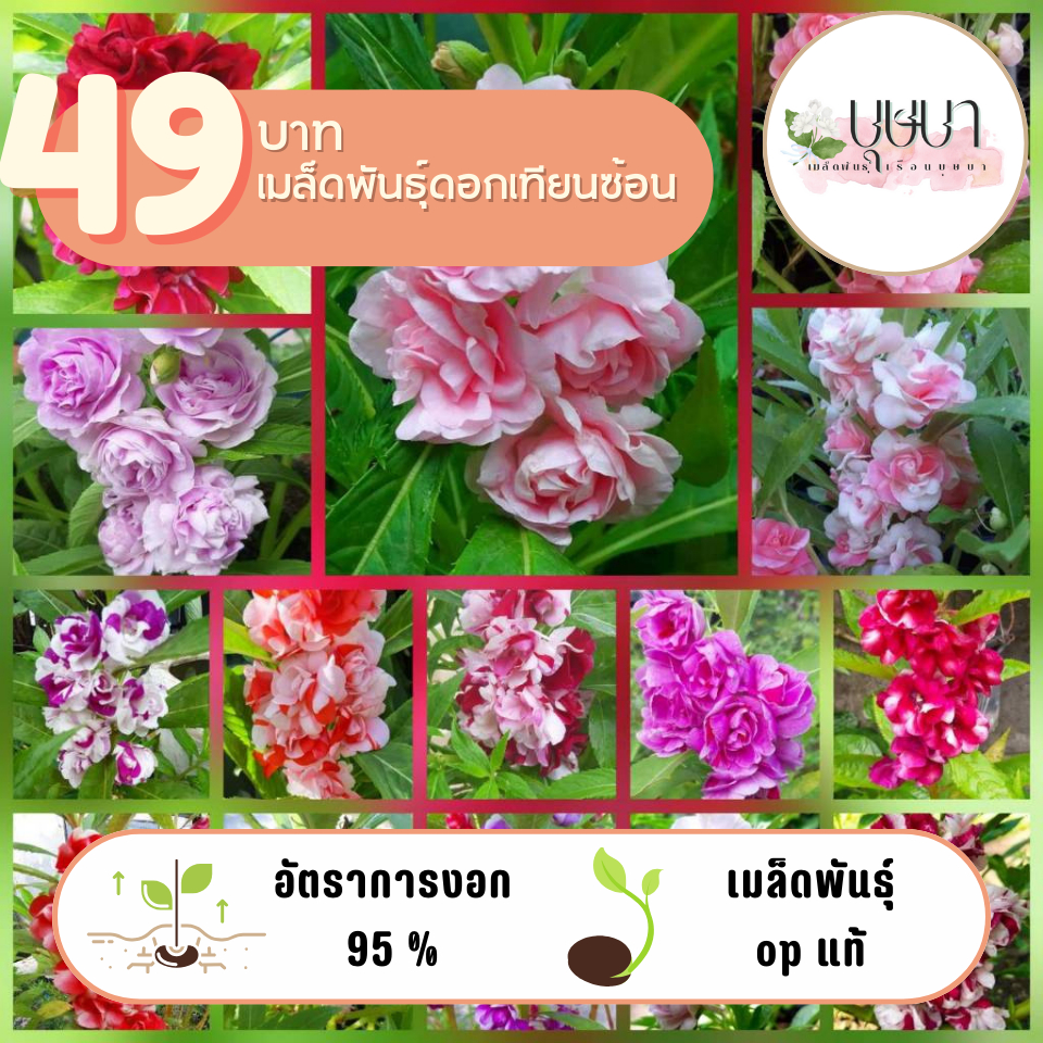 ดอกเทียนซ้อน 49บาท 120เมล็ด
