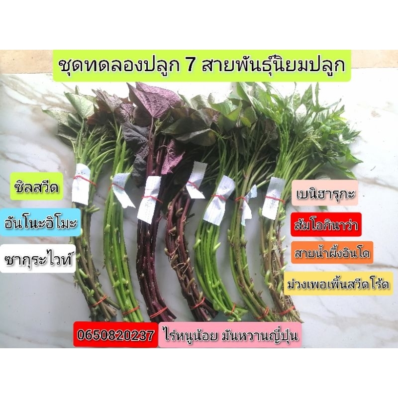 ยอด​พันธุ์​มัน​หวาน​ญี่ปุ่น​สายพันธุ์​แท้​💯 ชุดทดลองปลูก​ 7​ สายพันธุ์​ม่วง, ส้ม, เหลือง, ขาว
