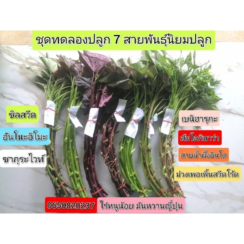 ยอดพันธุ์มันหวานญี่ปุ่นสายพันธุ์แท้💯 ชุดทดลองปลูก 7 สายพันธุ์ม่วง, ส้ม, เหลือง, ขาว