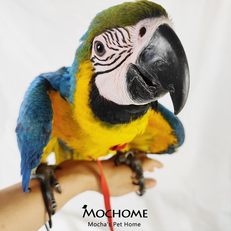 MOCHOME Bird Harness Adjustable เชือกจูงสัตว์เลี้ยง แบบนิ่ม ปรับได้ กันกัด ฝึกบิน สําหรับนก นกแก้ว parrot เอี๊ยมนก เชือก รูปที่ 2
