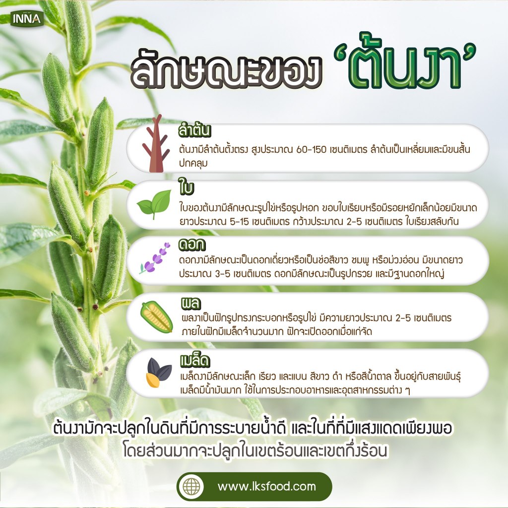 INNA อินน่า งาดำปรุงสำเร็จ 25g.x12ซอง งาดำ เจ - รูปที่ 4