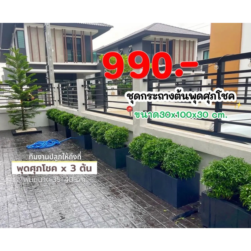 ชุดกระถางปูนสีดำพร้อมต้นพุดศุภโชคพุ่มกลมดอกสีขาวตกแต่งรั้วบ้าน