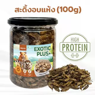 Morio แมลงอบแห้ง 480ml (ดักแด้ จิ้งหรีด สะดิ้ง) โปรตีนสูง สำหรับแฮมเตอร์ ชูการ์ไกลเดอร์ เม่นแคระ นก ปลา กระรอก ลิง