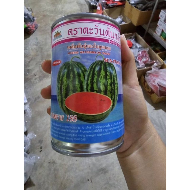 เมล็ดแตงโม เสือพราน 188 F1 ขนาด 50 กรัม ตราตะวันต้นกล้า เนื้อแดง ทนต่อการขนส่ง น้ำหนัก 4-6 กก. อัตรางอกดี