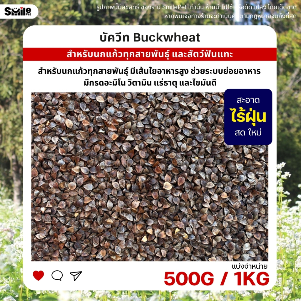 บัควีท Buckwheat เกรดA อาหารนกแก้ว และสัตว์ฟันแทะ สะอาด ร่อนฝุ่นทุกถุง (แบ่งขาย 250G / 500G / 1KG)